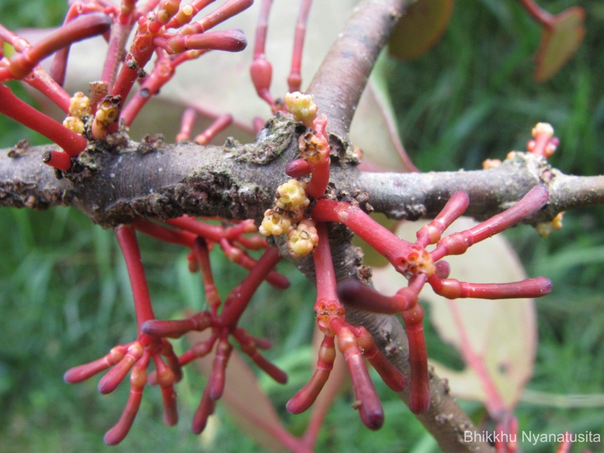 Dendrophthoe neelgherrensis (Wight & Arn.) Tiegh.